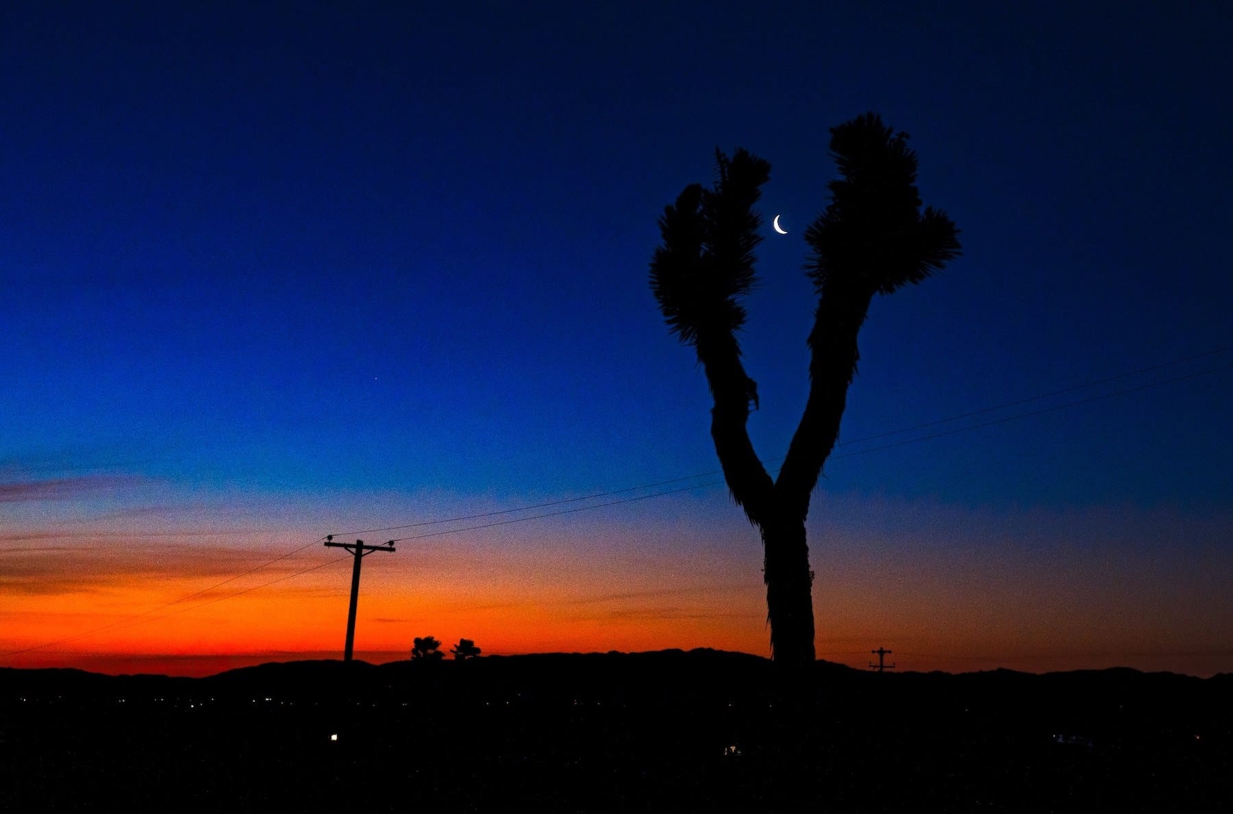 A Joshua tree forking into two branches against a desert dusk, a crescent moon in the fork.